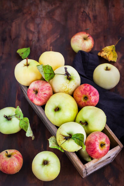 istock Fresh ripe colorful apples in wooden box on rustic background 1047795640