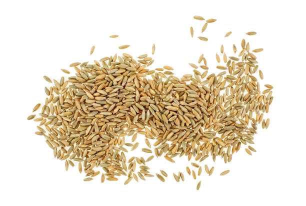 istock Closeup of rye grain isolated on white background 1047801866