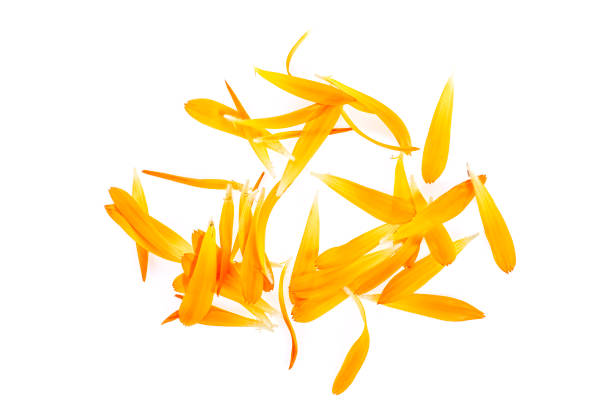 istock Petals of calendula flowers on white background, top view. 1047801880