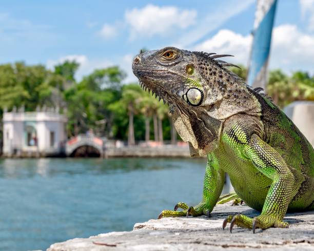 Green iguana in Florida/ An iguana sits in front of a colonial building in Florida miami marathon stock pictures, royalty-free photos & images