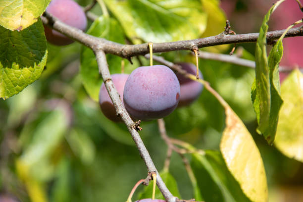 istock Ripe purple plums on a branch in the sunlight 1047802040