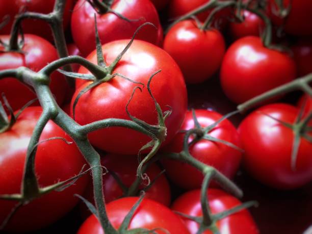 frische, reife tomaten auf der vine - 8435 stock-fotos und bilder