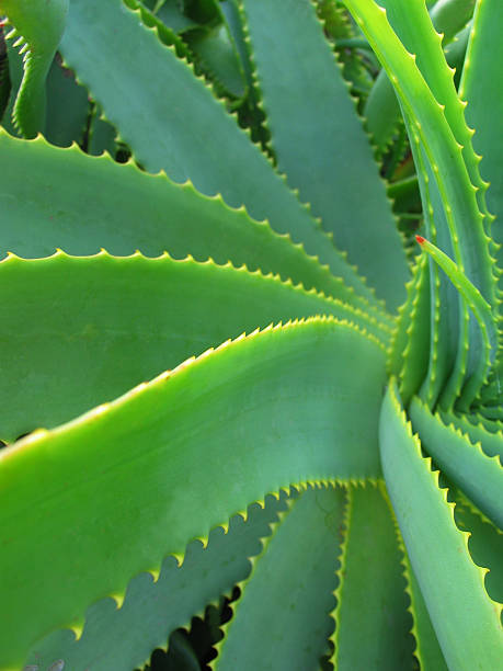 istock Aloe Vera - healing plant 104780435