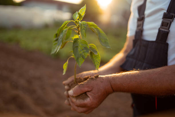 istock Hands holding new growth plant in sunset 1047804830