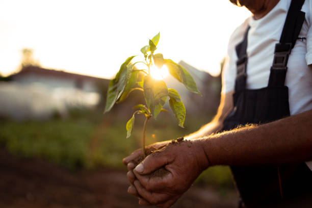 hände halten neues wachstum werk im sonnenuntergang - vegetable garden planting environment human hand stock-fotos und bilder