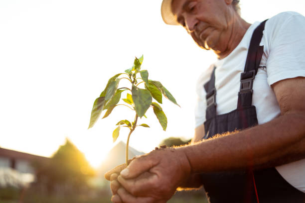 istock Hands holding new growth plant in sunset 1047804928