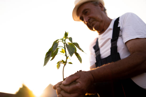 istock Hands holding new growth plant in sunset 1047804968