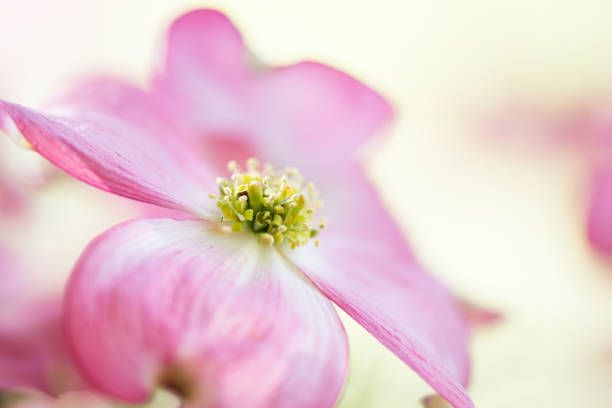 Pink Dogwood Bloom The dogwood tree usually has white flowers, so to see one with pink color was a delightful treat. pink flowering dogwood stock pictures, royalty-free photos & images