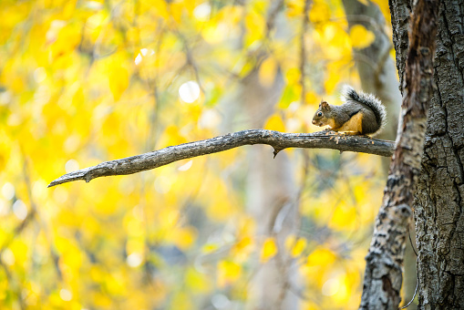 An American red squirrel resting high up and awaiting my next move before it jumps to the next branch.