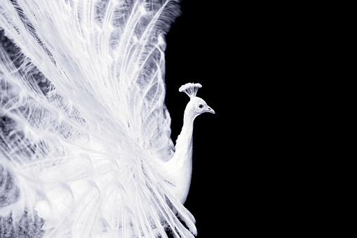 White peacock, isolated on black background with copy space, full frame horizontal composition