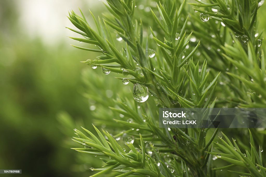 Lluvia en pine tree frescas - Foto de stock de Abeto libre de derechos