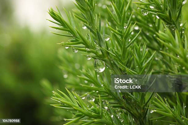 Photo libre de droit de Pluie Sur Pin Frais banque d'images et plus d'images libres de droit de Aiguille - Partie d'une plante - Aiguille - Partie d'une plante, Arbre, Arbre à feuilles persistantes