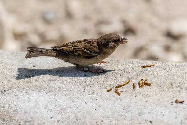 Sparrow Mealworms Feed - Free photo on Pixabay