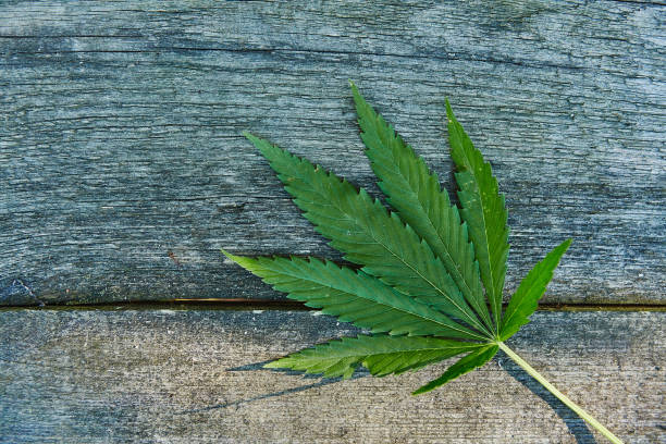 istock Leaf of marijuana on wooden texture with copy space 1047810200
