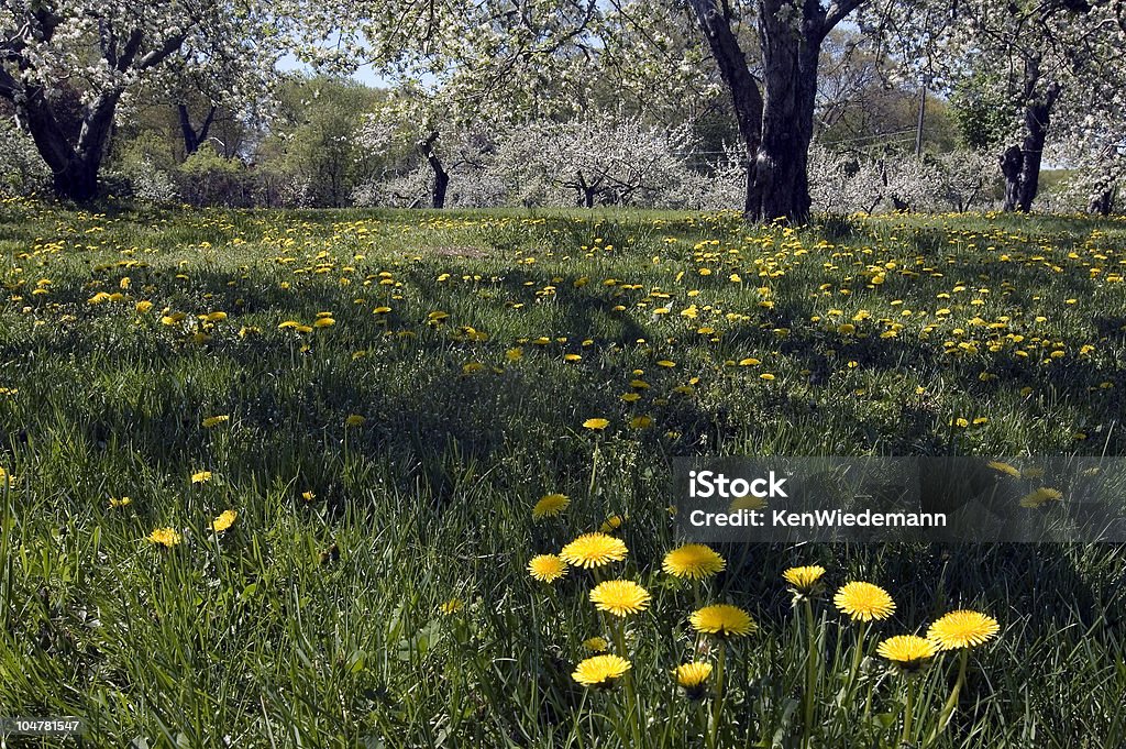 In der Orchard - Lizenzfrei Frühling Stock-Foto