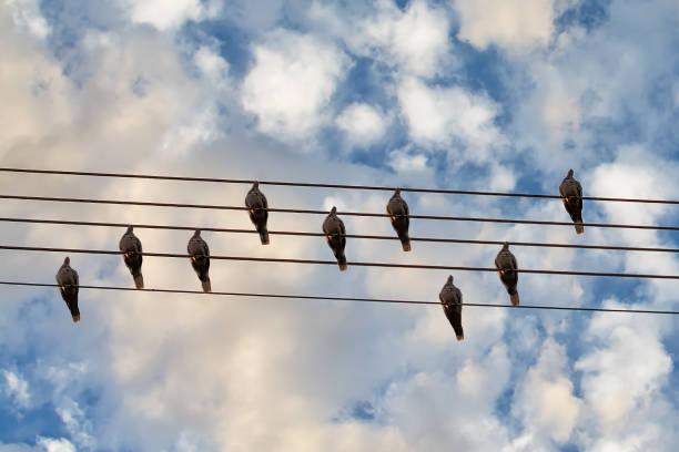 istock Pigeons bird on the wire. Music birds. Birds on the Notebook 1047819928