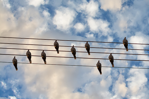 Pigeons bird on the wire. Music birds. Birds on the Notebook