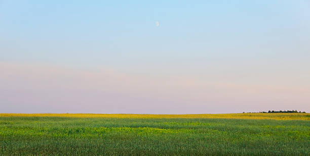 rural landscape - field, sky and moon stock photo