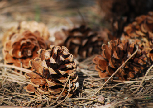 Ponderosa Pine Cones and Needles on the forest floor. 