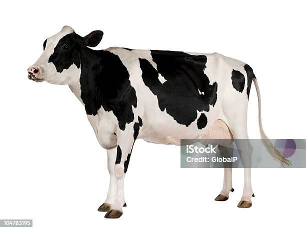 Photo libre de droit de Profil De Vache Frisonne 5 Ans Debout banque d'images et plus d'images libres de droit de Bovin domestique - Bovin domestique, Vache, Vache laitière