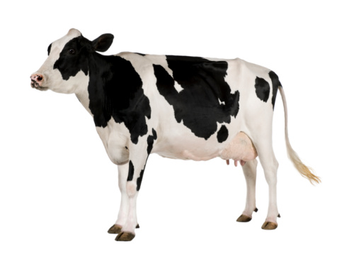Holstein cow, 5 years old, standing against white background.