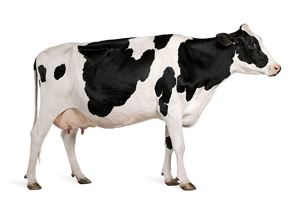 istock Profile of Holstein cow,  5 years old, standing. 104783196