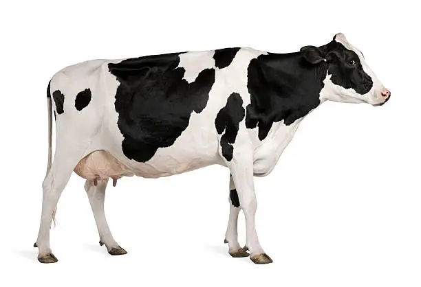 Holstein cow, 5 years old, standing against white background.