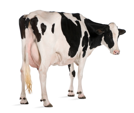Vista posterior de Holstein vaca, de pie y mirando a la cámara photo