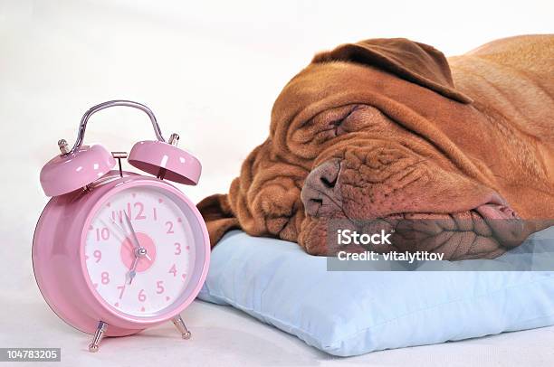 Morning Time Stock Photo - Download Image Now - Clock, Dog, Watch - Timepiece