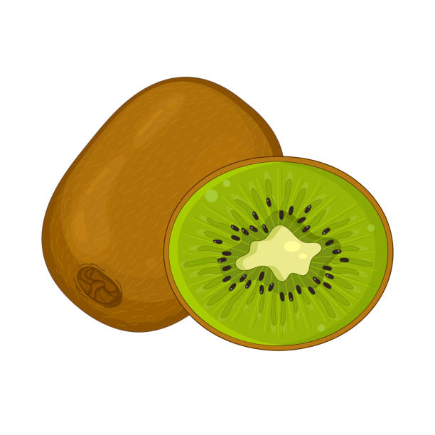 ilustrações de stock, clip art, desenhos animados e ícones de kiwi fruit isolated and half cut kiwi fruit. vector illustration. - kiwi