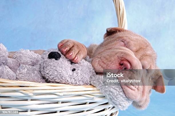 Puppy Sleeping In Basket Stock Photo - Download Image Now - Animal, Animal Body Part, Basket