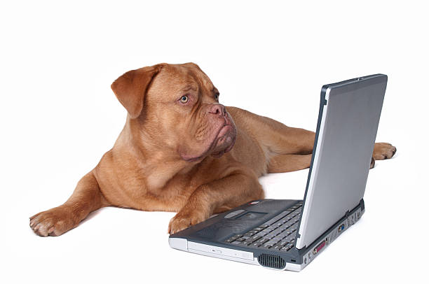 istock Smart Puppy with Laptop 104783406