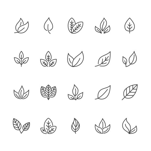 나뭇잎 플랫 라인 아이콘입니다. 식물, 나무 나뭇잎 일러스트. 유기농 식품, 천연 소재, 바이오 재료, 에코 컨셉의 얇은 서명 한다. 픽셀 완벽 64 x 64. 편집 가능한 선 - 잎 stock illustrations