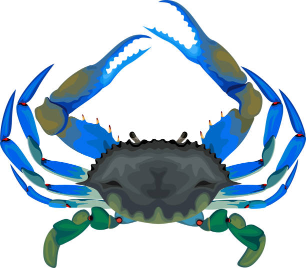 blue crab - vector illustration blue crab - vector illustration decapoda stock illustrations