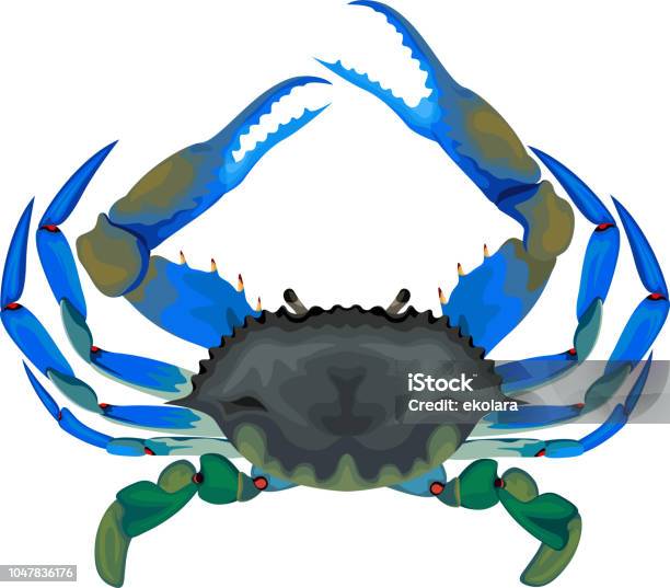 Blue Crab Vector Illustration Stock Illustration - Download Image Now - Blue Crab, Crab, Vector