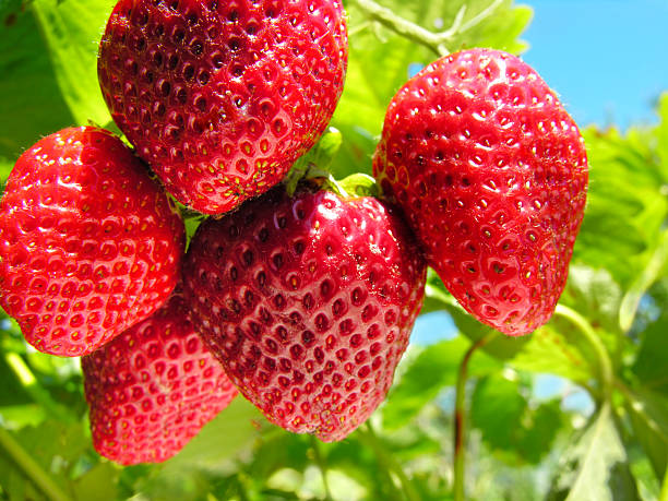 strawberry plantation stock photo