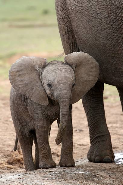 afrikanische elefanten-baby - addo south africa southern africa africa stock-fotos und bilder