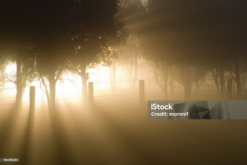 Ray de luz - Foto de stock de Bosque - Floresta royalty-free