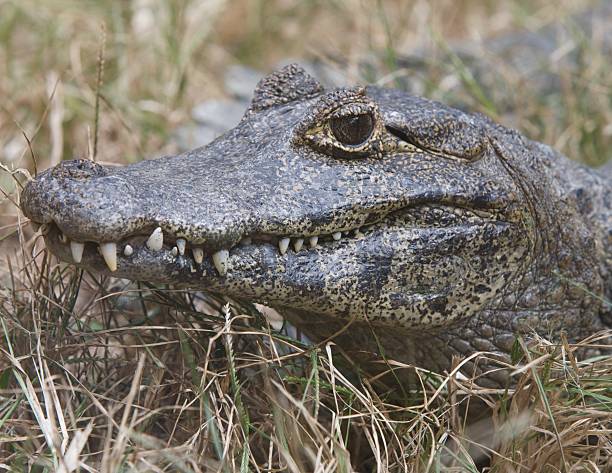 istock Portrait of a Yacare’ Caiman 104784581