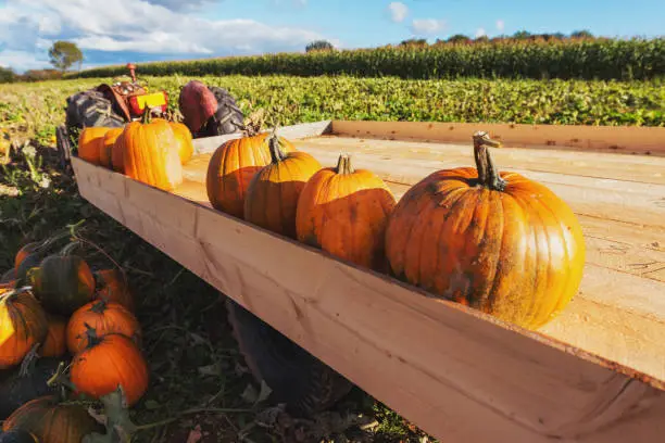 Photo of Pumpkin Harvest