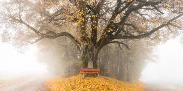 дерево осенью со скамейкой в парке - cross autumn sky beauty in nature стоковые фото и изображения