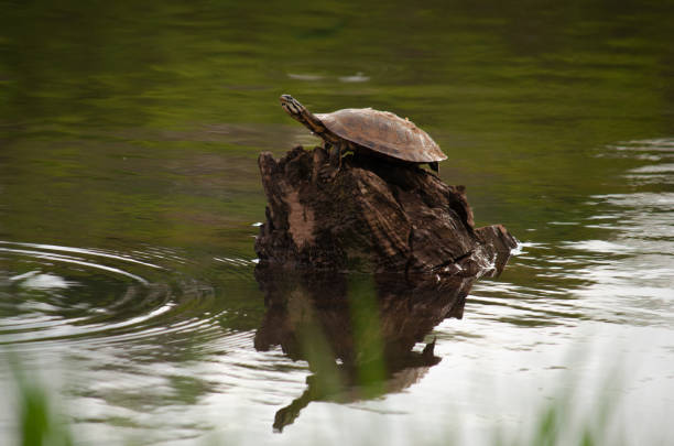 istock tartarugas no lake 1047849074