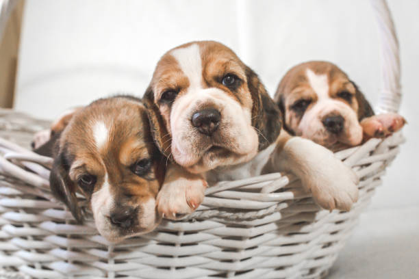 istock Five cute puppies in basket. 1047849252