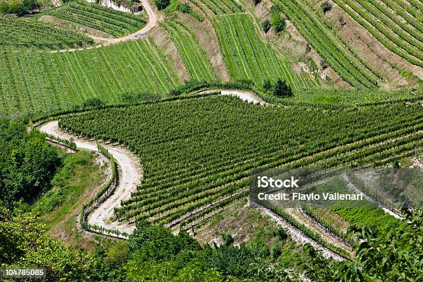 Valpolicella Vigneti Italia - Fotografie stock e altre immagini di Fotografia - Immagine - Fotografia - Immagine, Azienda vinicola, Veneto