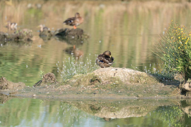 istock Ducks laid on an islet in the pond 1047852798
