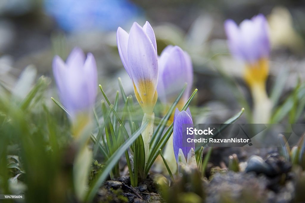 Crocus Spring Flower macro view of crocus Color Image Stock Photo