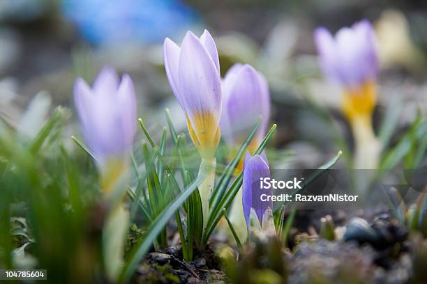 Crocus Spring Flower Stock Photo - Download Image Now - Color Image, Environmental Conservation, Environmental Issues