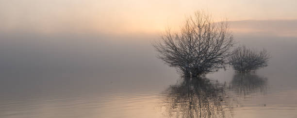 istock Fog winter landscape at lake with tree 1047859414