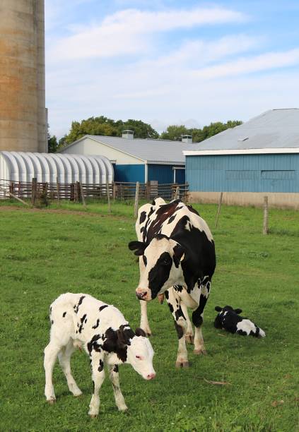 istock Newborn twin Holstein calves with mom 1047859870