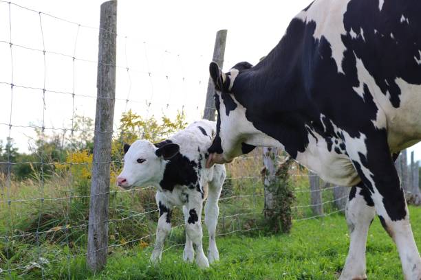 istock Newborn Holstein calf with cow 1047860606